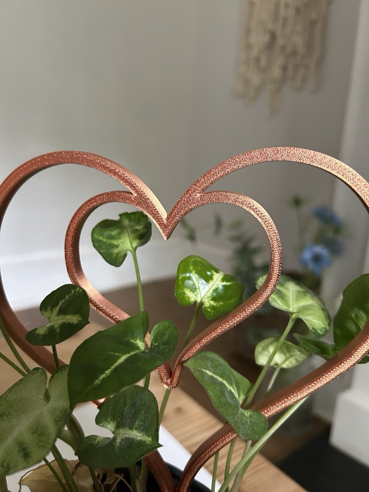 Plant Support Frame Climbing Trailing trellis Various Shapes and Colours - Poppy Kate Designs