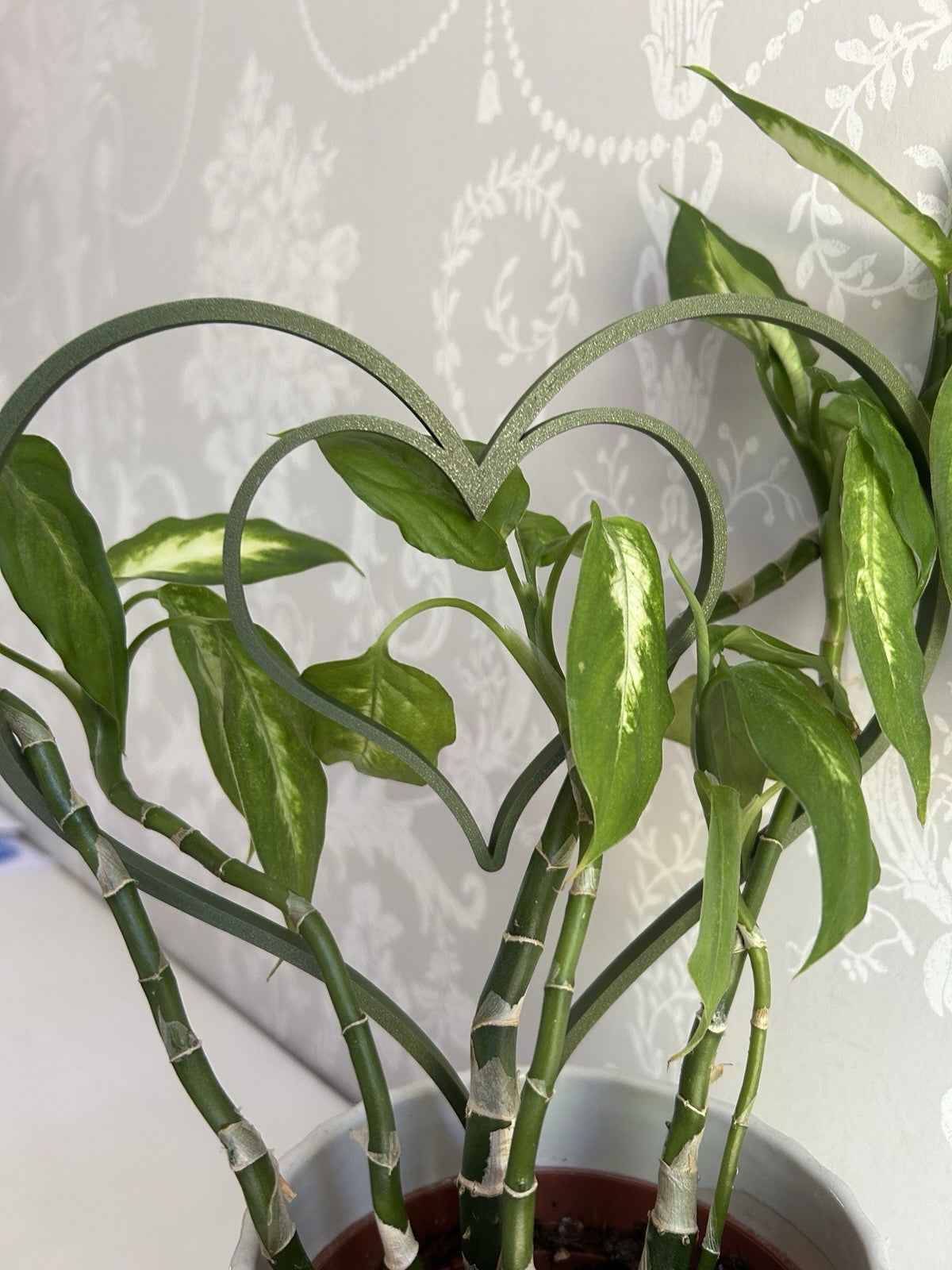 House Plant Supports Frame Trellis climbing trailing Indoor Plants Heart Gift