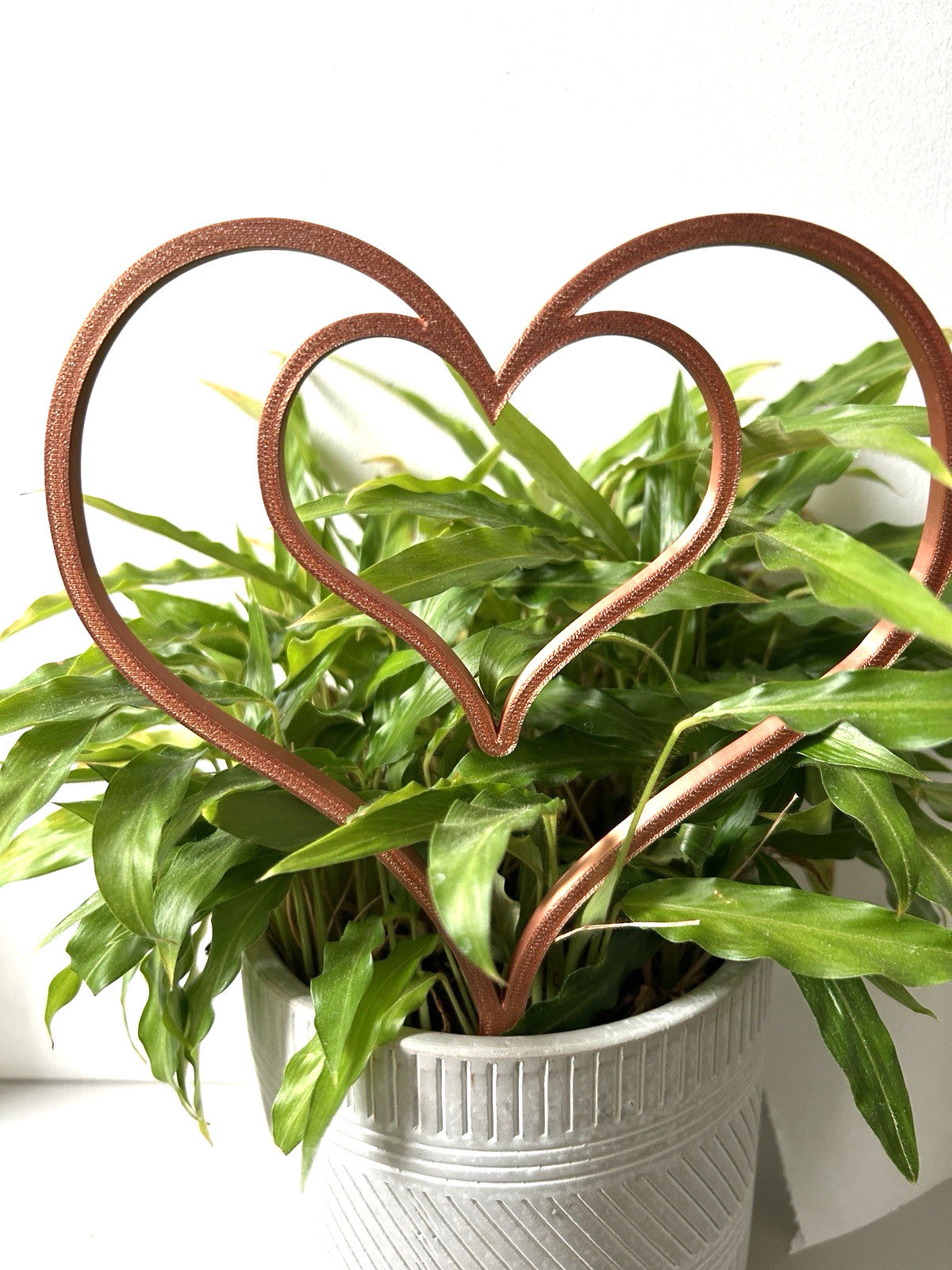 Plant Support Frame Climbing Trailing trellis Various Shapes and Colours - Poppy Kate Designs