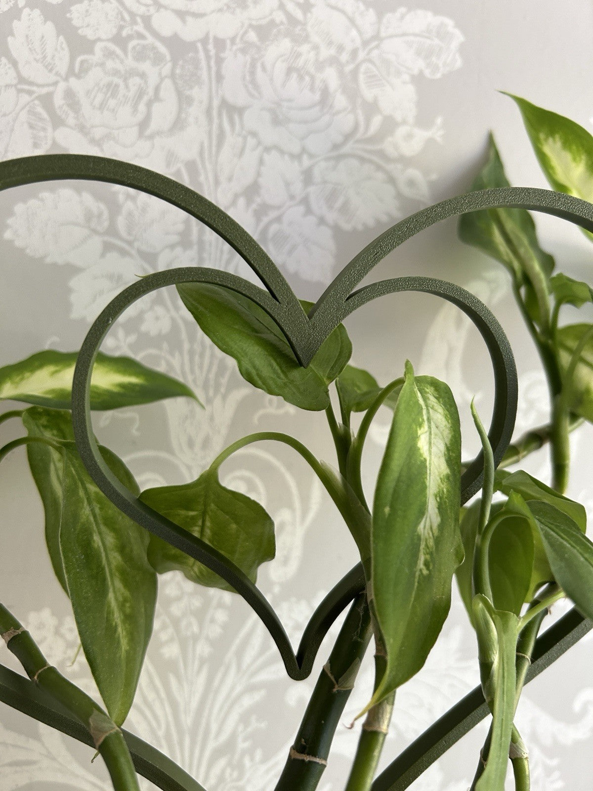 Small Indoor Plant Support stem  Frame climbing trailing cactus Heart string - Poppy Kate Designs